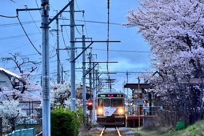 桜の中を電車が到着します