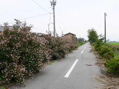 �w�Ջ߂�����l�����ʂ�����