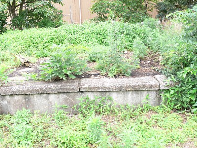 �z�[���̍����͂��قǂł͂Ȃ��ł�