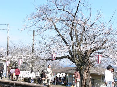 �J���I�P�����J�Â��Ă��܂���