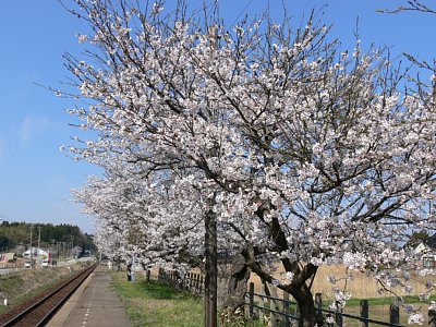 �}�t�ۉw�z�[���ɍ炭��